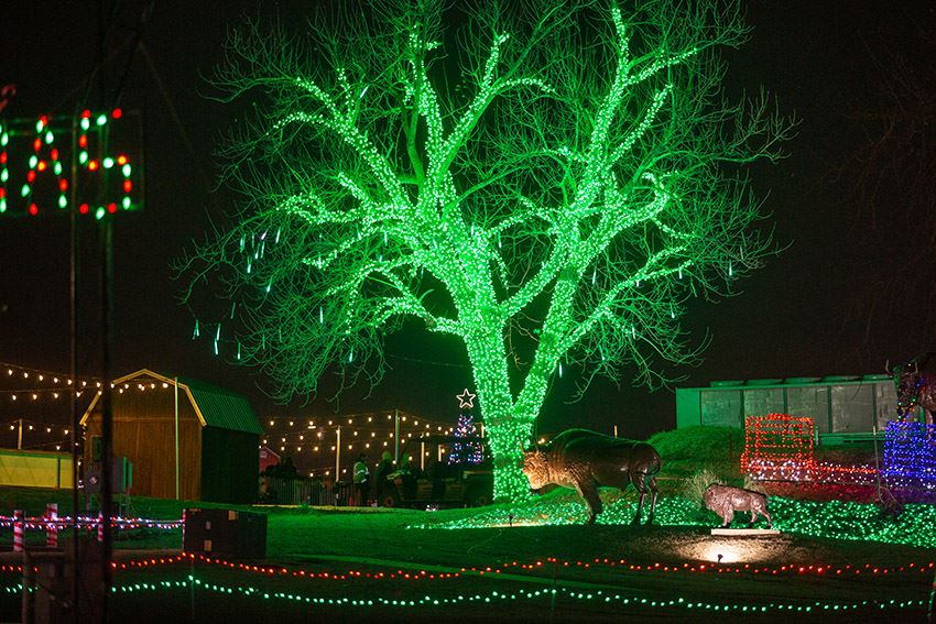 Tall Tree Covered in Green Lights